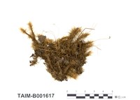 藏品(波葉曲尾苔)的圖片